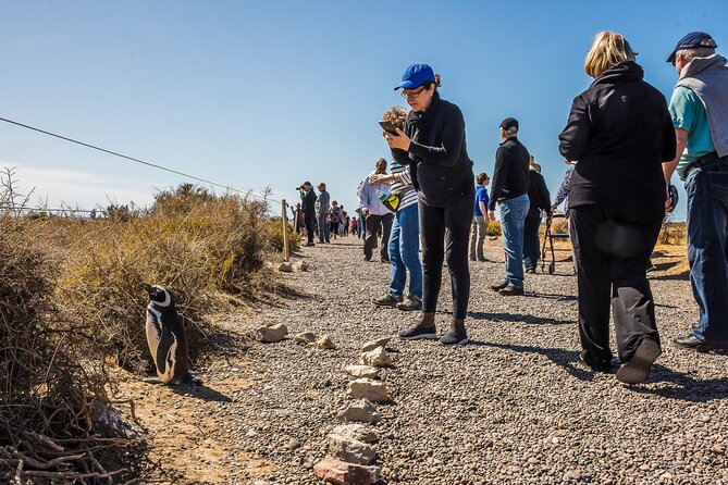 Punta Tombo Shore Excursion w/box Lunch(Shared tour for cruises) - The scenic steppe ride: how to make the drive feel shorter