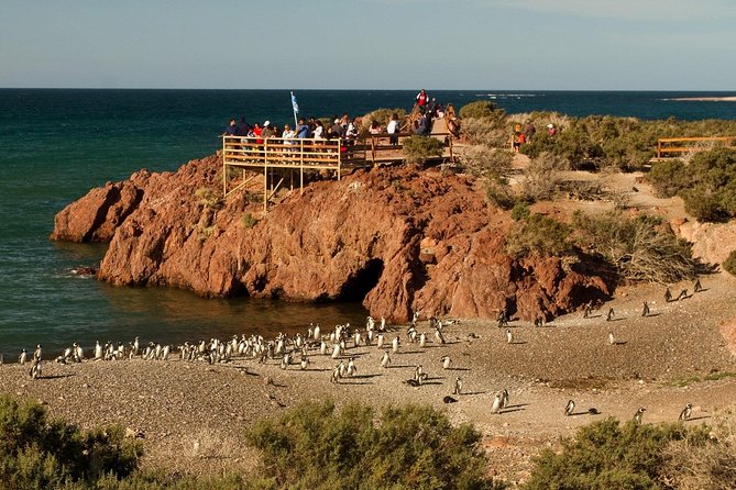 Punta Tombo Shore Excursion w/box Lunch(Shared tour for cruises) - Lunch in the middle of a cruise day: simple, useful, and timed right