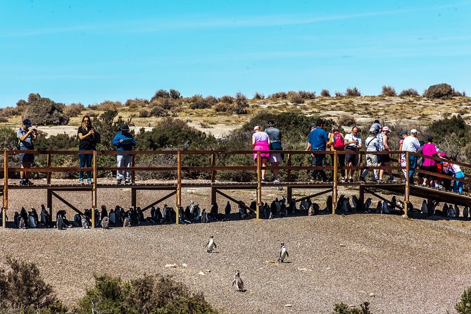 Punta Tombo Shore Excursion w/box Lunch(Shared tour for cruises) - Price and value: $135 plus $20 USD cash admission