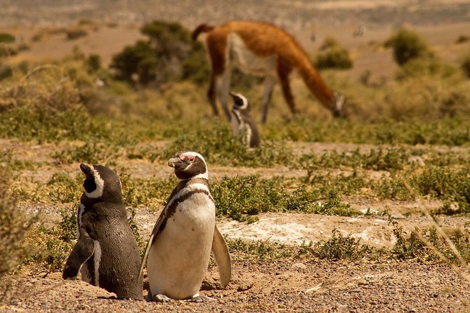 Punta Tombo Shore Excursion w/box Lunch(Shared tour for cruises) - Guide names you might meet, and why a good guide matters here