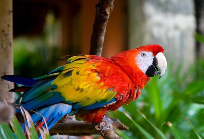 Puntarenas Shore Excursion: Rainforest Skywalk & Tarcoles River - Key highlights at a glance