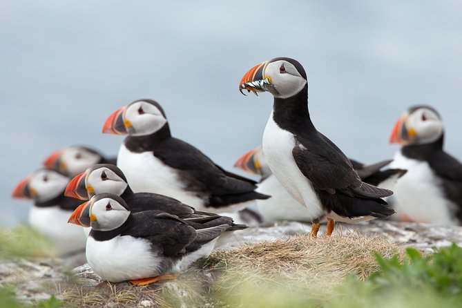 Reykjavik Shore Excursion: Puffin Sightseeing Cruise - Key highlights you’ll feel right away