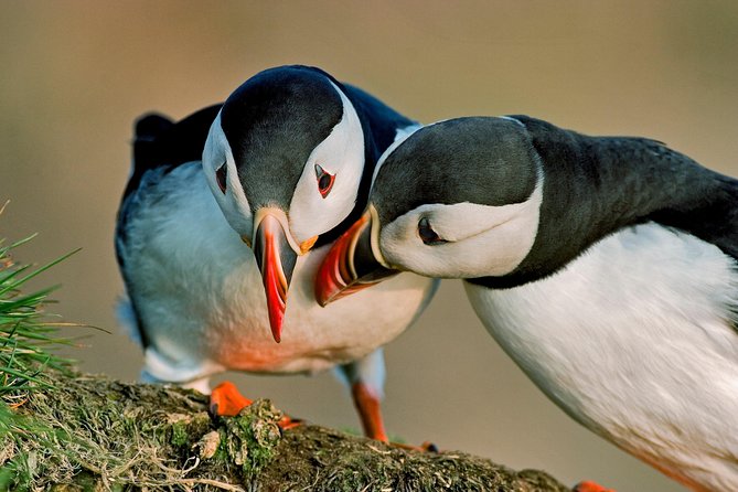 Reykjavik Shore Excursion: Puffin Sightseeing Cruise - Reykjavik to Akurey Island: the quick ride that sets the mood