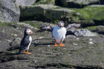 Reykjavik Shore Excursion: Puffin Sightseeing Cruise - The island cruise: where puffins show up (and how close is close)