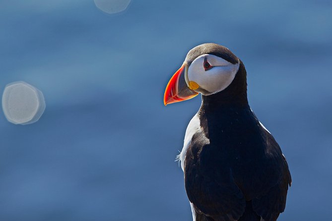 Reykjavik Shore Excursion: Puffin Sightseeing Cruise - Onboard comfort: coffee, audio, and photo-friendly timing