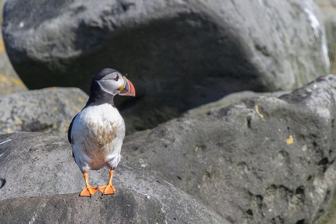 Reykjavik Shore Excursion: Puffin Sightseeing Cruise - Timing and total value: is $63.51 worth it?