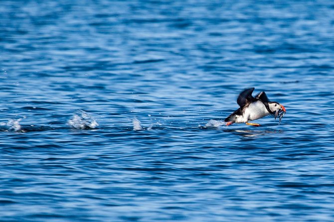 Reykjavik Shore Excursion: Puffin Sightseeing Cruise - Season and weather: what changes your odds