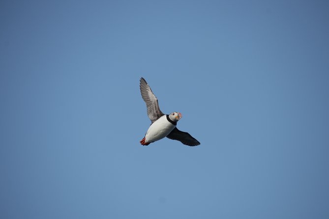 Reykjavik Shore Excursion: Puffin Sightseeing Cruise - Getting in and out smoothly: the dock details that matter