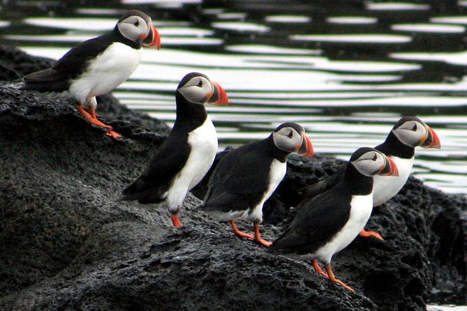 Reykjavik Shore Excursion: Puffin Sightseeing Cruise - Who should book this puffin cruise, and who should skip it