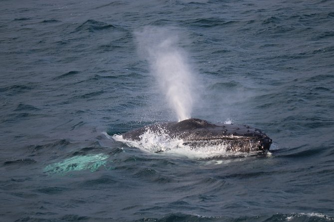 Reykjavik Shore Excursion: Whale-Watching Cruise - Key Points Before You Go