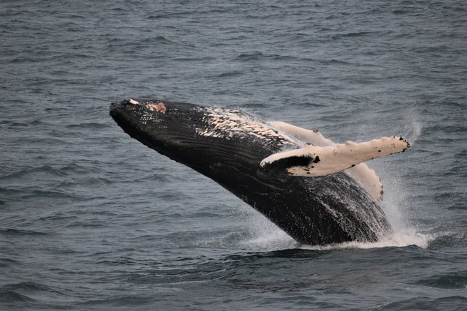 Reykjavik Shore Excursion: Whale-Watching Cruise - Skarfabakki Harbour to Faxaflói Bay: What the Cruise Really Looks Like