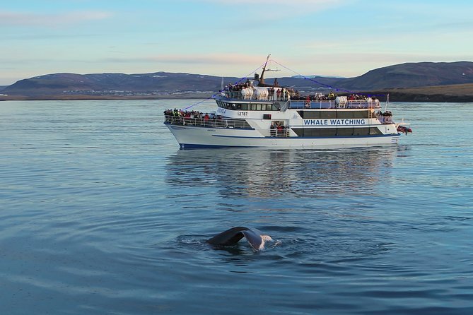 Reykjavik Shore Excursion: Whale-Watching Cruise - Price and Value: Is $108.13 Worth It?