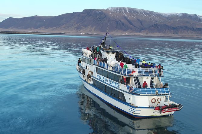 Reykjavik Shore Excursion: Whale-Watching Cruise - Logistics That Can Make or Break Your Day (Keep It Low-Stress)