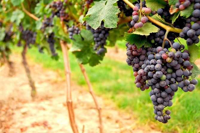 San Francisco Shore Excursion: Napa & Sonoma Full-Day Wine Tour - Across the Golden Gate: what the ride is really doing for you