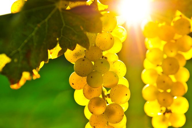 San Francisco Shore Excursion: Napa & Sonoma Full-Day Wine Tour - Stop Three: RuVango’s outdoor tasting and a subtle change of plan