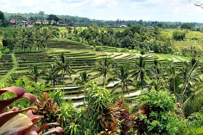 Shore Excursion Cruise Ship from Benoa and Celukan Bawang Port - Should you book this Bali shore excursion?