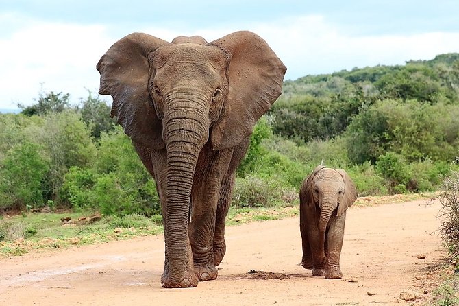 Shore Excursion Cruise Ships Port Elizabeth, Addo Elephant Park - Key highlights worth knowing
