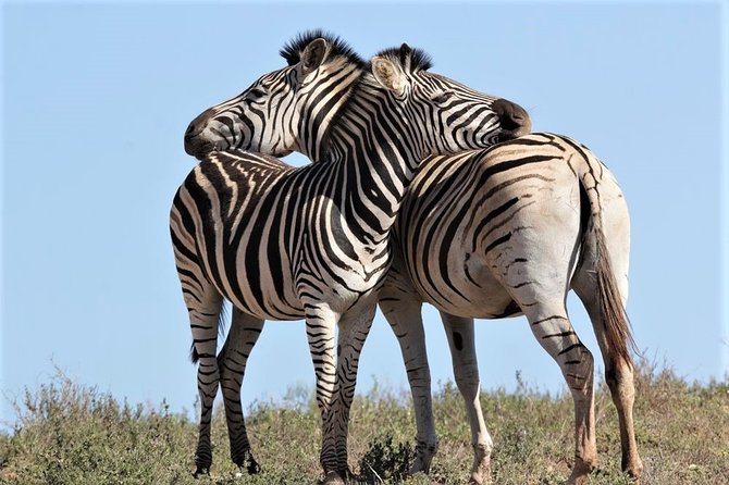 Shore Excursion Cruise Ships Port Elizabeth, Addo Elephant Park - Who this safari suits best