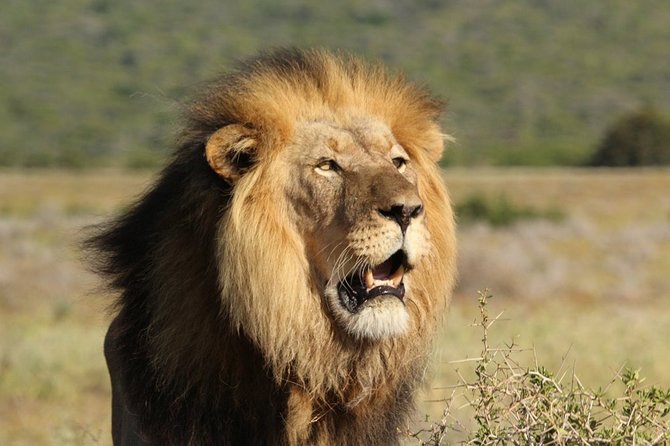 Shore Excursion Cruise Ships Port Elizabeth, Addo Elephant Park - The south-to-north route: how you squeeze more wildlife into 7–9 hours