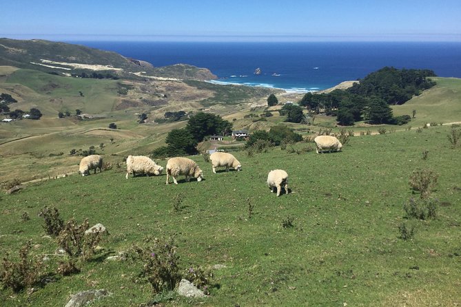 Shore Excursion: Dunedin City, Otago Peninsula, Castle Gardens & Olveston Tour - University of Otago and the Octagon: see the city’s backbone