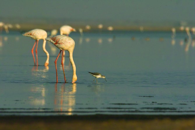 Shore Excursion - Flamingos ,Dune7,Welwitschia, Moonlandscape,Oasis,Swakopmund. - Stop 5: Swakopmund free time—walk the town instead of rushing it