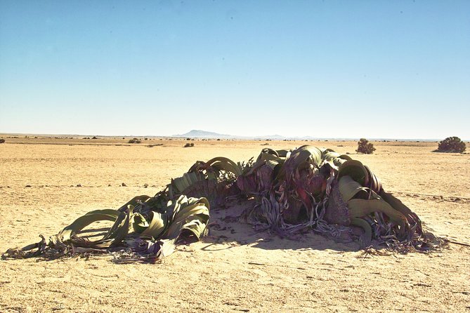 Shore Excursion - Flamingos ,Dune7,Welwitschia, Moonlandscape,Oasis,Swakopmund. - Price and value: what $171.51 really buys you