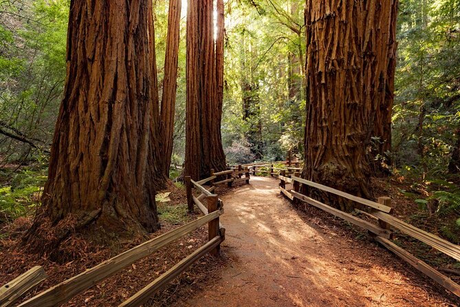 Shore Excursion from SF: Guided Tour to Muir Woods and Sausalito - Key highlights I’d plan around