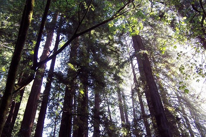 Shore Excursion from SF: Guided Tour to Muir Woods and Sausalito - Meet at 99 Jefferson St and ride in comfort