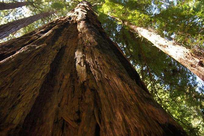 Shore Excursion from SF: Guided Tour to Muir Woods and Sausalito - Sausalito boardwalk: the short stop that still delivers