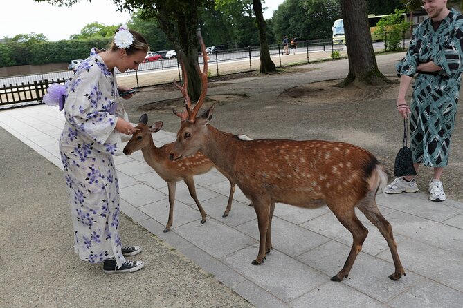 Shore Excursion: Full Day Private Nara Tour from Osaka /Kobe port - Key highlights you’ll feel immediately