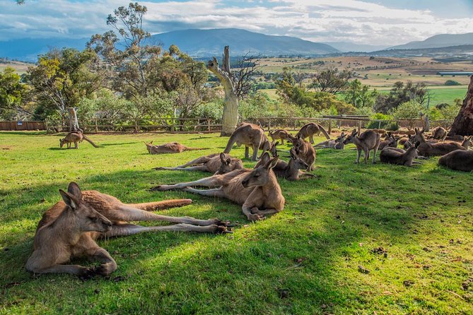 Shore Excursion: Hobart's Best In Half A Day - Key things that make this excursion work well