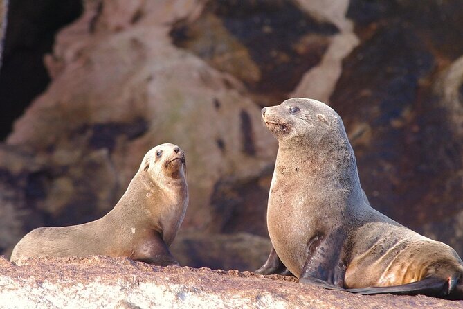 Shore Excursion: Hobart's Best In Half A Day - Price and Value: Is $100.41 Worth It for a 4.5-Hour Shore Day?