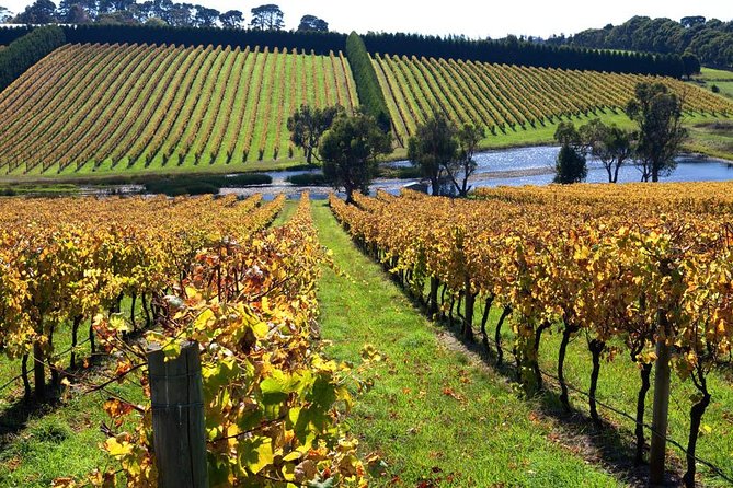 Shore Excursion Melbourne, Sights, Kangaroos, Koalas Lunch & Wine - Key Points Worth Noting