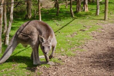 Shore Excursion Melbourne, Sights, Kangaroos, Koalas Lunch & Wine - Dendy Street Beach: The Bathing Boxes Stop You Might Skip Otherwise