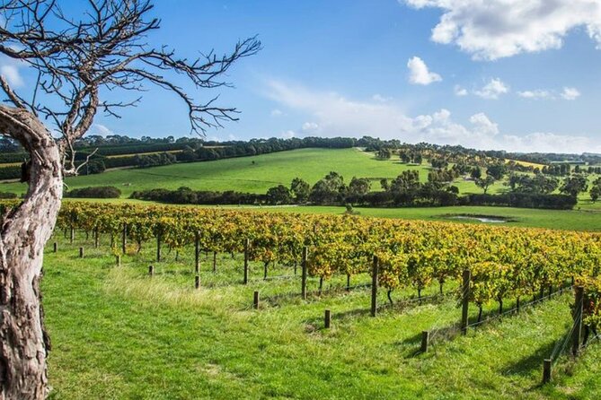Shore Excursion Melbourne, Sights, Kangaroos, Koalas Lunch & Wine - Price and Logistics: Is $286.90 Good Value?