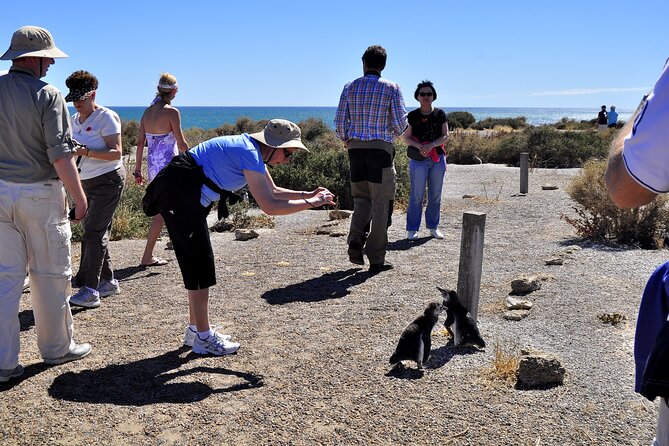 Shore Excursion Punta Tombo cruise passengers Puerto Madryn - Punta Tombo from Puerto Madryn: the value of an early, controlled day