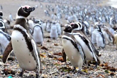 Shore Excursion Punta Tombo cruise passengers Puerto Madryn - Walking among Magellanic penguins: what your boardwalk time feels like