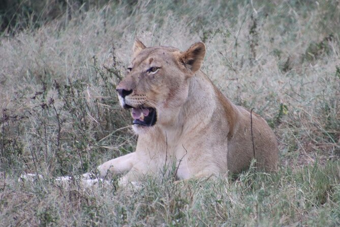 Shore Excursion Richards Bay Big 5 Safari Experience - Key highlights you’ll feel on the day