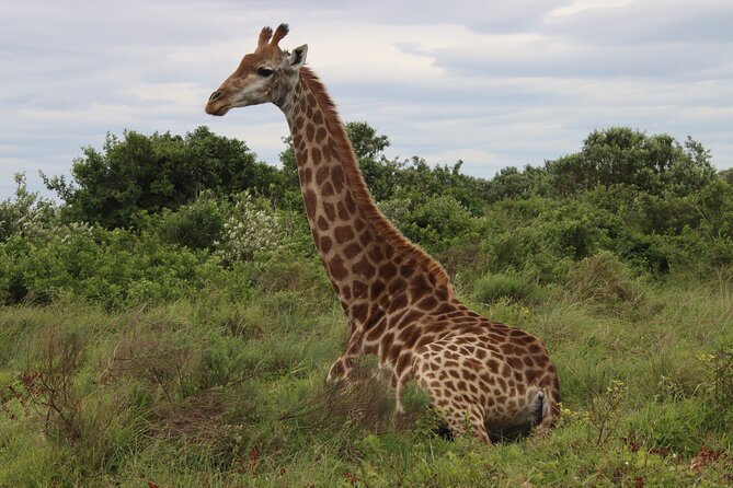 Shore Excursion Richards Bay Big 5 Safari Experience - The wilderness game plan: iMfolozi vs Hluhluwe based on fresh sightings