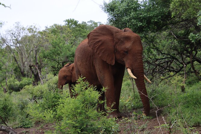 Shore Excursion Richards Bay Big 5 Safari Experience - Price and value: is $283.29 fair for a Big 5 day?