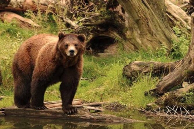 Sitka Shore Excursion: Bears, Raptor Center, & Totem Park Tour (Small Group) - A tight 2.5-hour lineup in Sitka’s cruise-day window