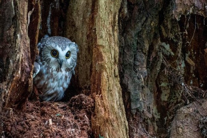 Sitka Shore Excursion: Bears, Raptor Center, & Totem Park Tour (Small Group) - Who this Sitka tour fits best (and who should skip it)
