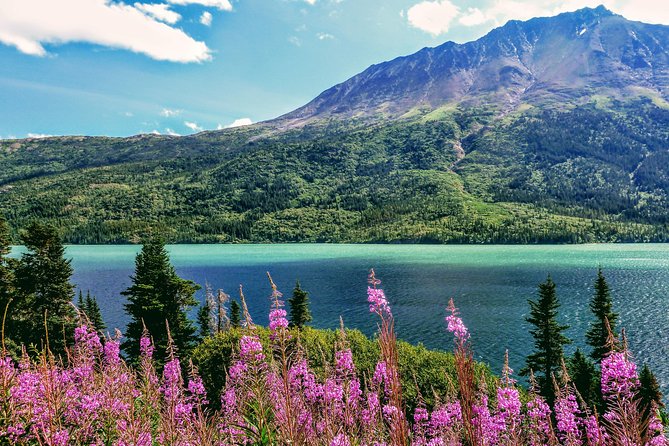 Skagway Shore Excursion: Full-Day Tour of the Yukon - Cruising to Canada’s Yukon from Skagway