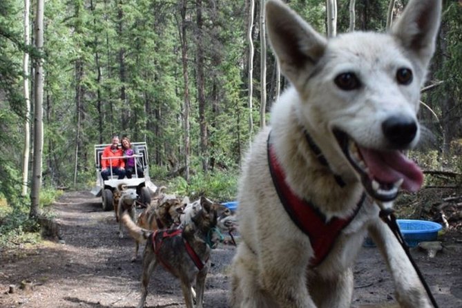 Skagway Shore Excursion: Yukon Discovery Tour - Is $185 a fair price for this Yukon Discovery day?