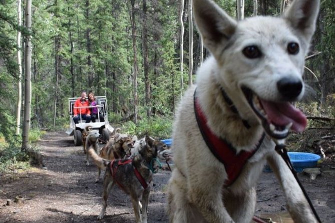 Skagway Shore Excursion: Yukon Dog Sledding and Sightseeing Tour - From Skagway to the Yukon: how the day is paced