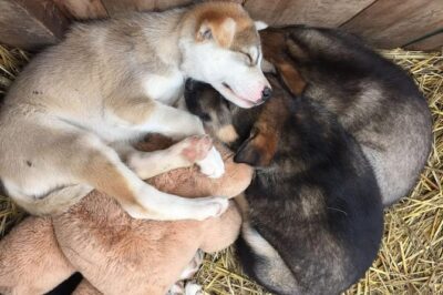 Skagway Shore Excursion: Yukon Dog Sledding and Sightseeing Tour - Meeting in Skagway: where you start (and how to avoid passport stress)