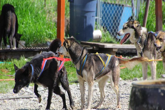 Skagway Shore Excursion: Yukon Dog Sledding and Sightseeing Tour - The dog camp experience: puppies, the museum, and lunch that keeps you moving