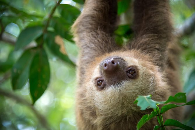 Sloths Lovers Tour. Puerto Limon Shore Excursion - Key Highlights You’ll Feel on This Day