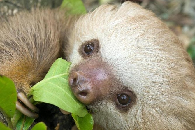 Sloths Lovers Tour. Puerto Limon Shore Excursion - Tortuguero Canals by Boat: When the Rainforest Goes Quiet
