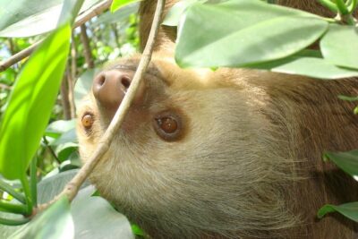 Sloths Lovers Tour. Puerto Limon Shore Excursion - Cahuita National Park: Beaches, Coral, and Community-Run Conservation